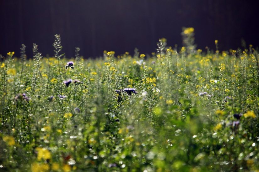 fiori per le api