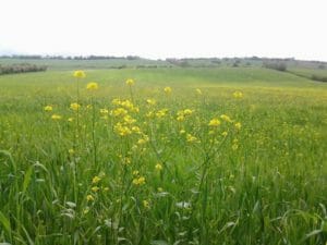 prato-senza-piante