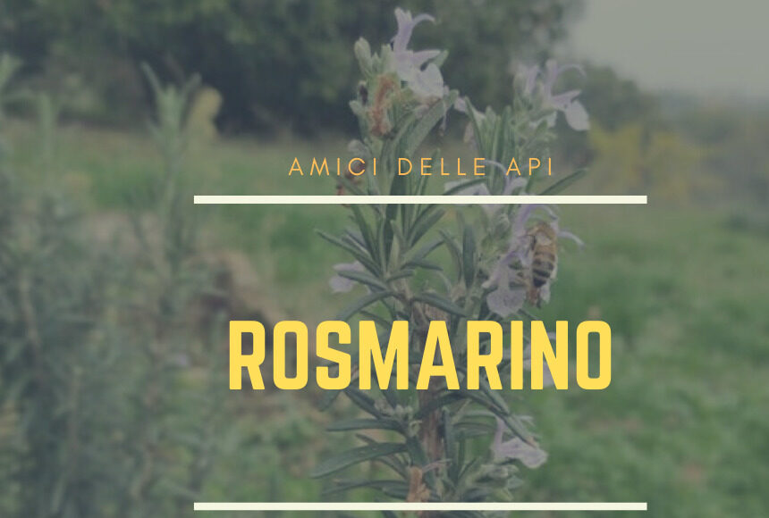 Rosmarino, amico delle api. Ecco perché.