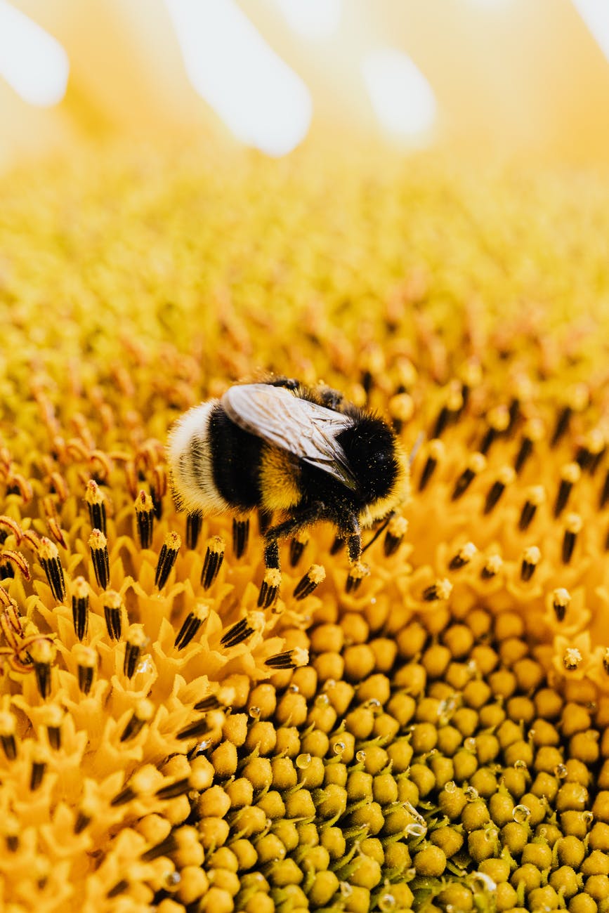 Bee hotel, cos’è, a cosa serve e perché lo devi avere.