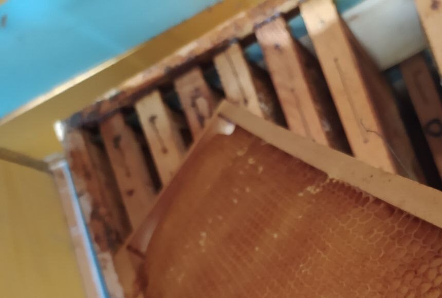 Perché non si è fatto il miele?