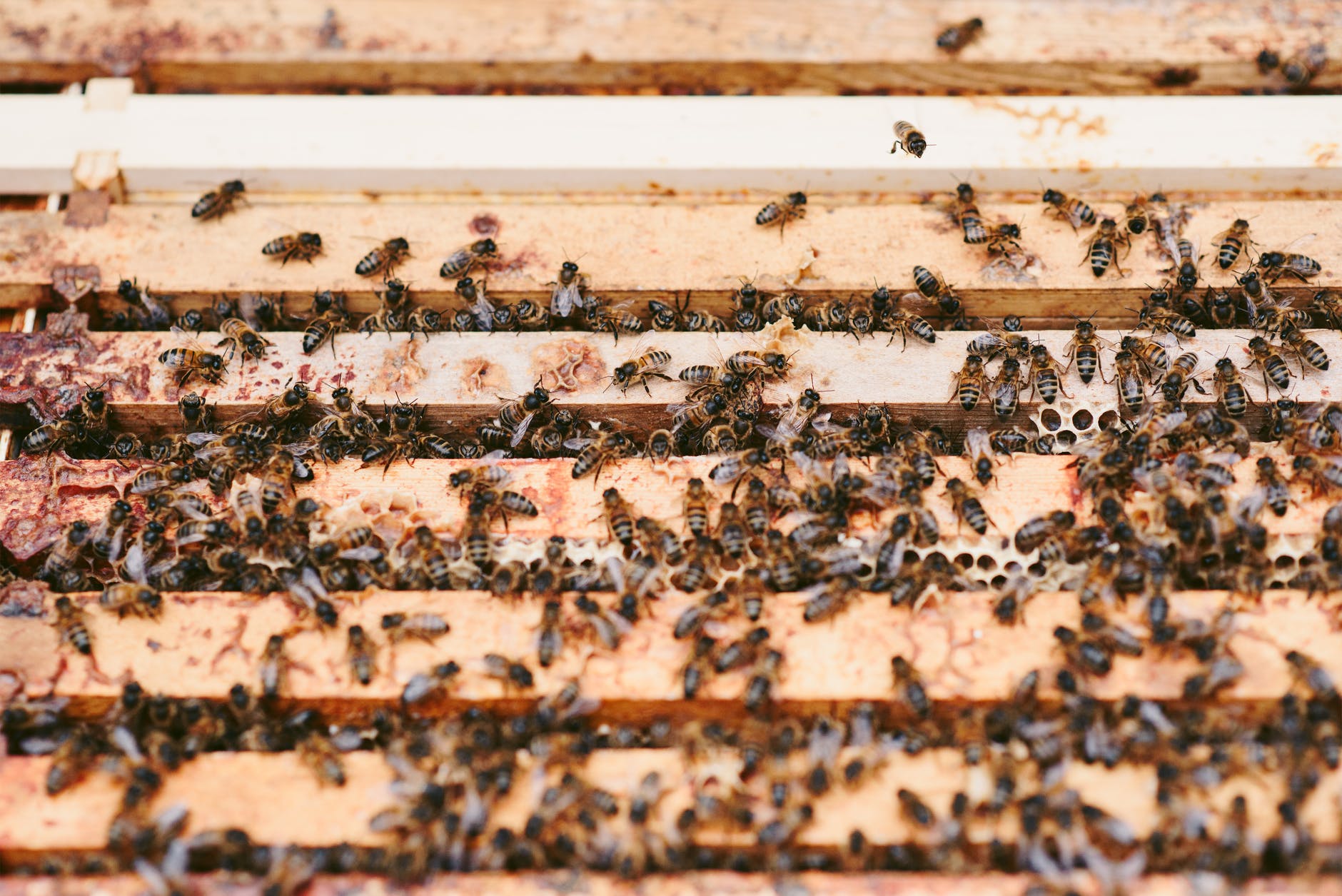 Api: trattamento invernale contro la varroa.