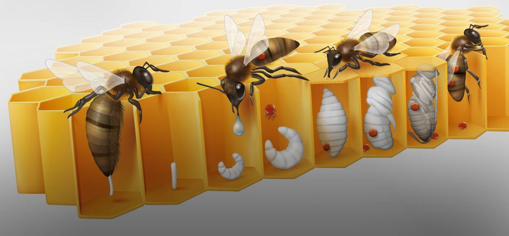 Riproduzione della varroa nella covata delle api